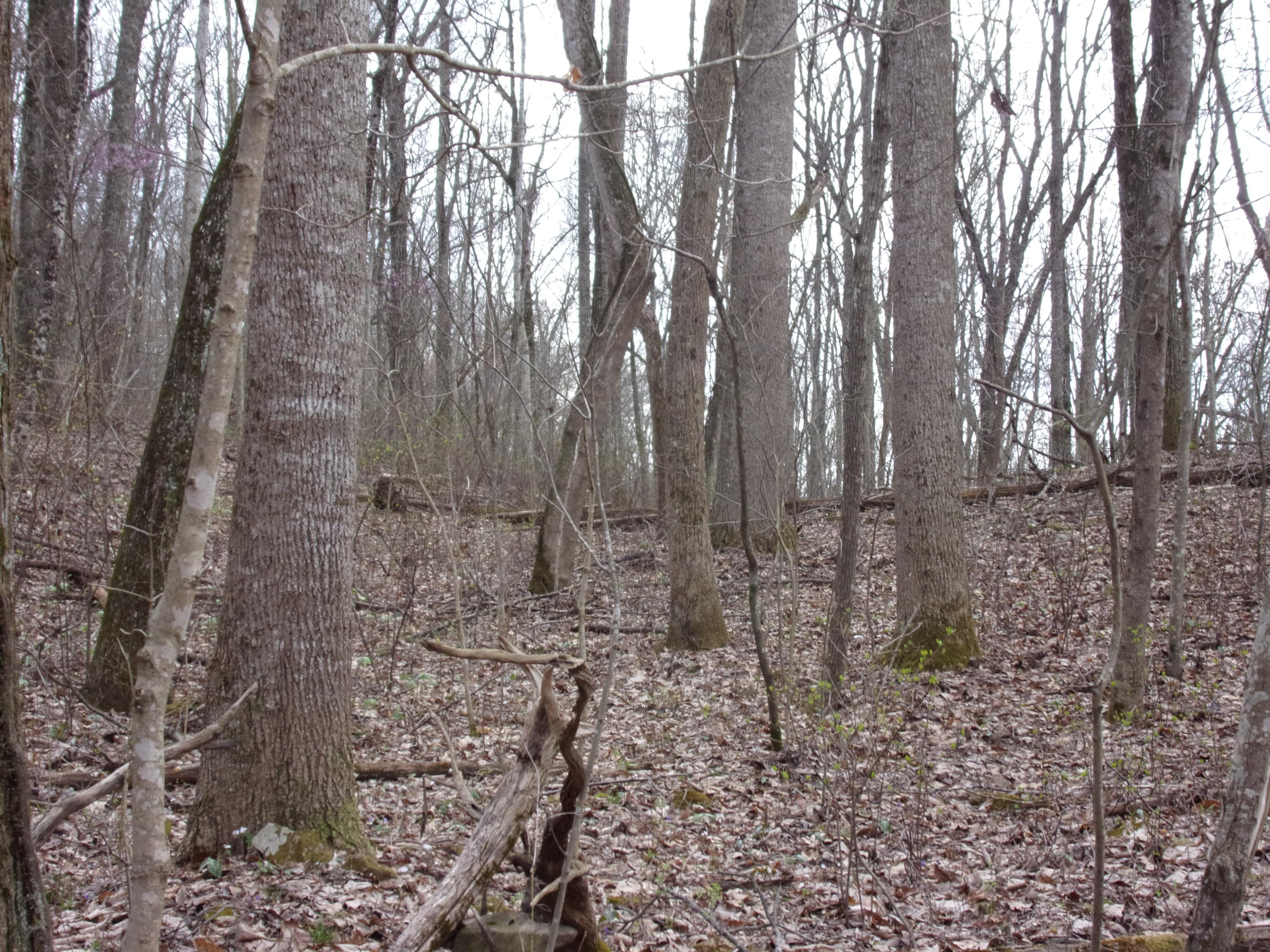 0 Cherokee Ridge Road Pikeville, TN 37367 - Photo 8 of 21 101_0960