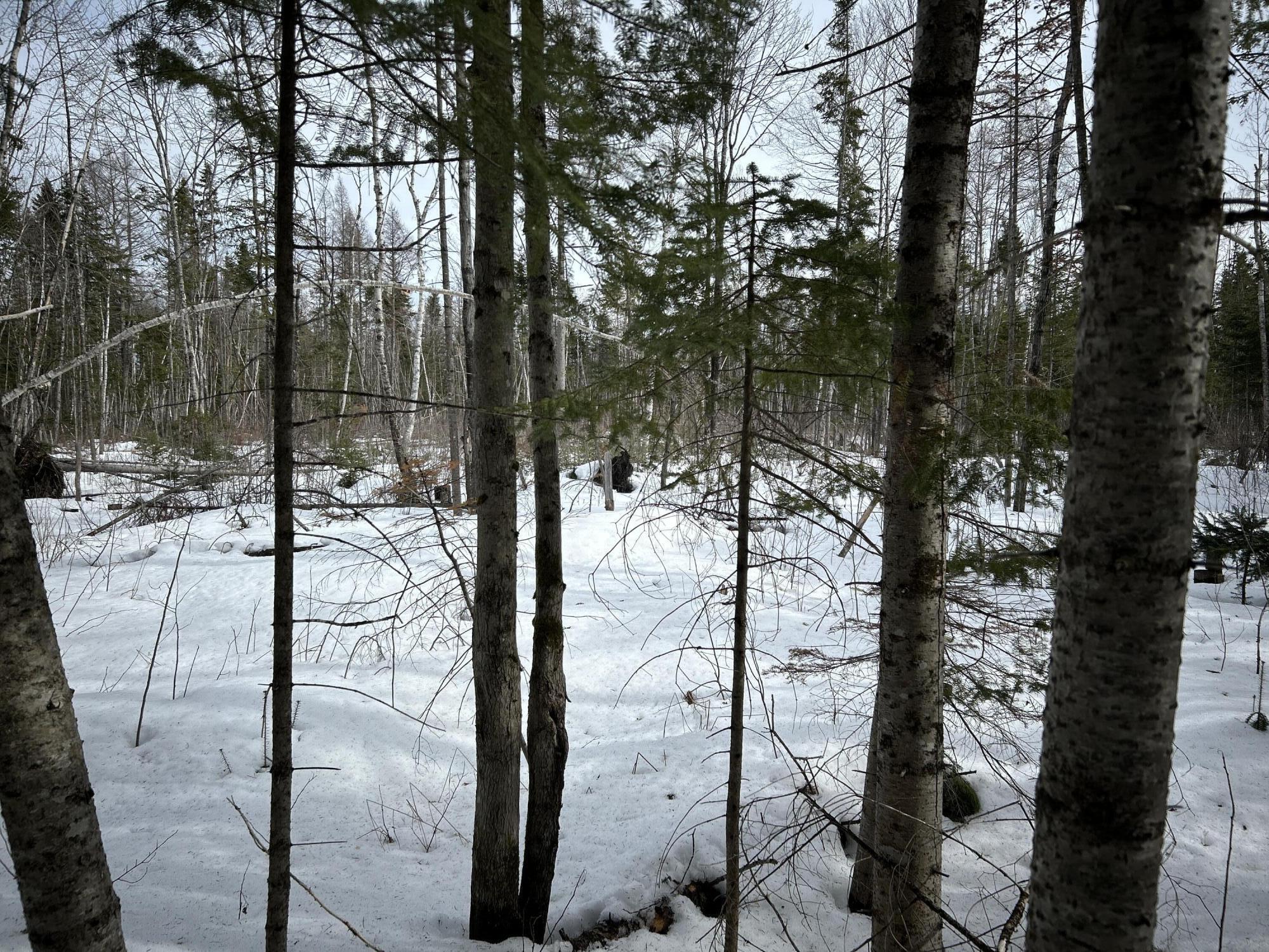 0 East Jemtland Road Caribou, ME 04736 - Photo 13 of 23 IMG_6902