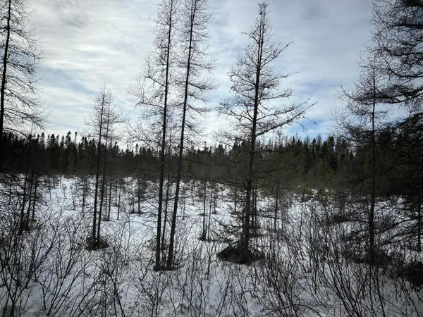 $49,500 | 0 East Jemtland Road, Caribou, ME 04736