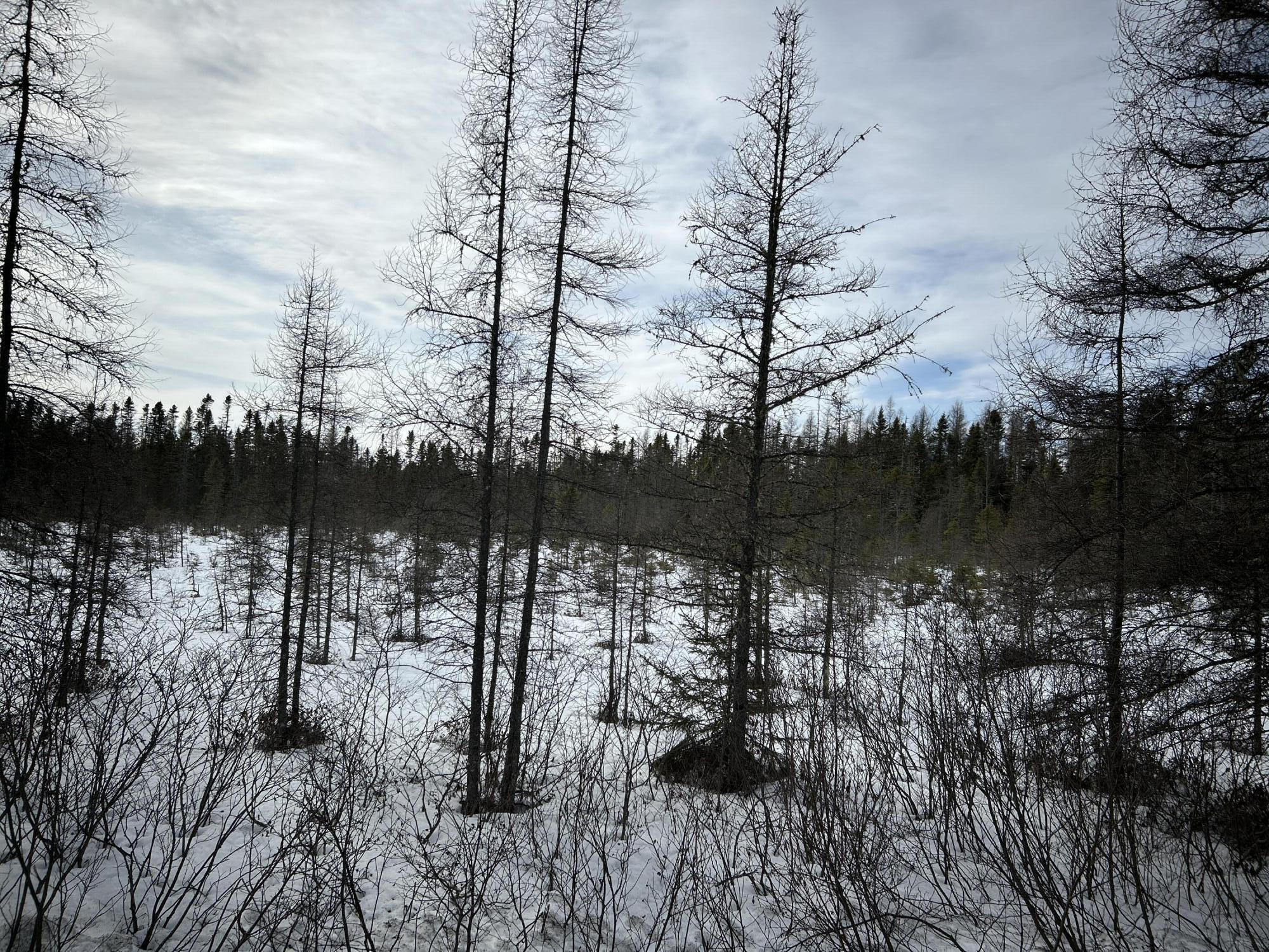 0 East Jemtland Road Caribou, ME 04736 - Photo 16 of 23 IMG_6927