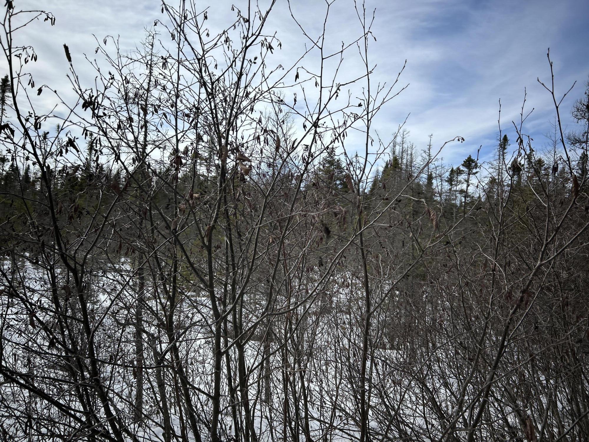 0 East Jemtland Road Caribou, ME 04736 - Photo 18 of 23 IMG_6929