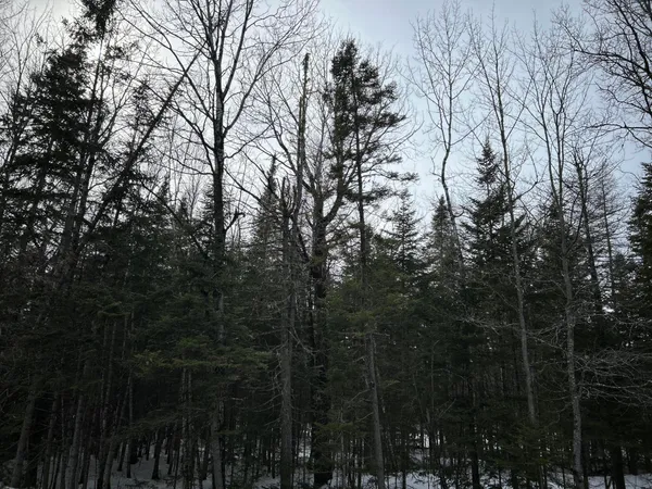 $49,500 | 0 East Jemtland Road, Caribou, ME 04736