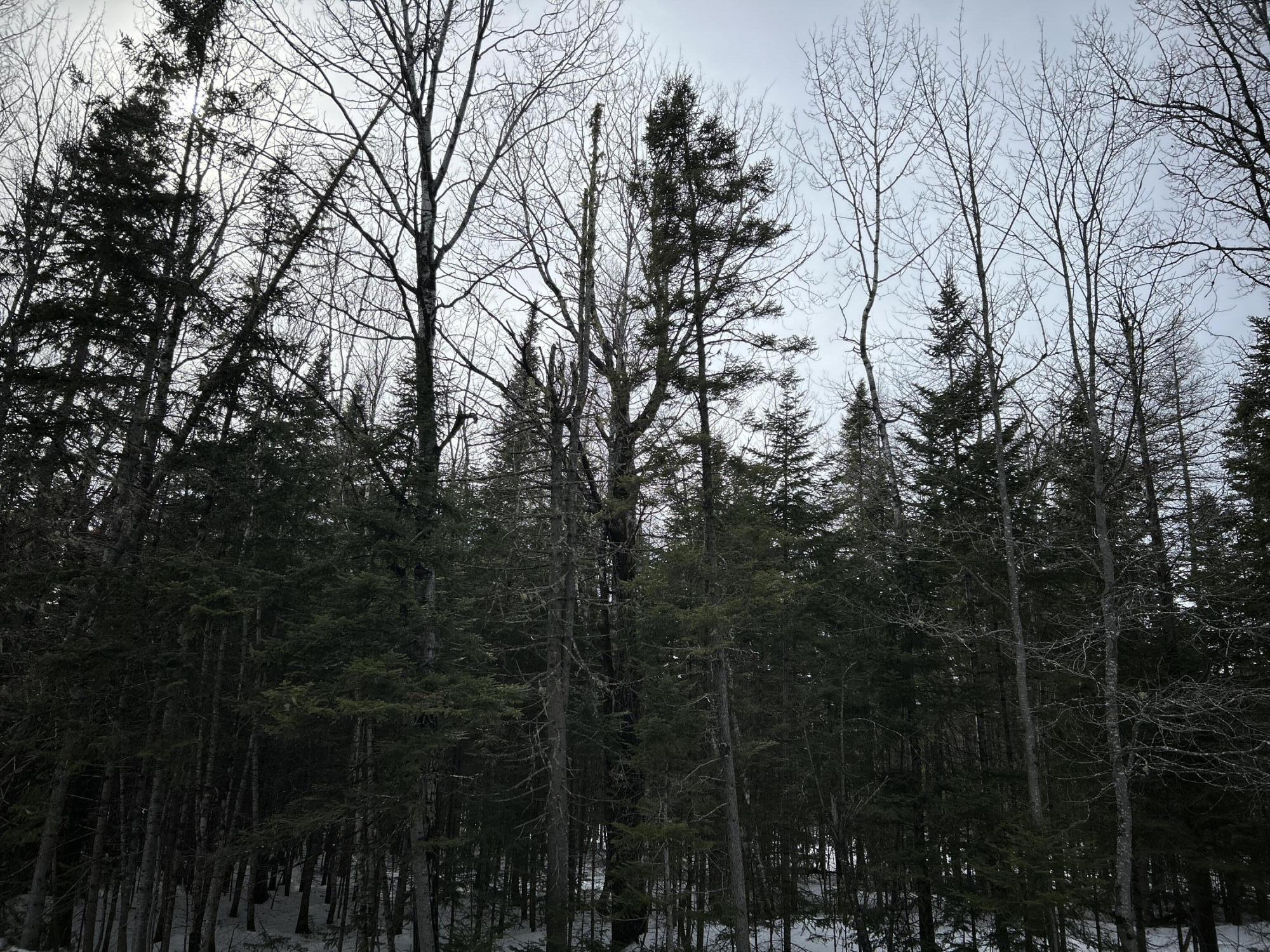 0 East Jemtland Road Caribou, ME 04736 - Photo 19 of 23 IMG_6910