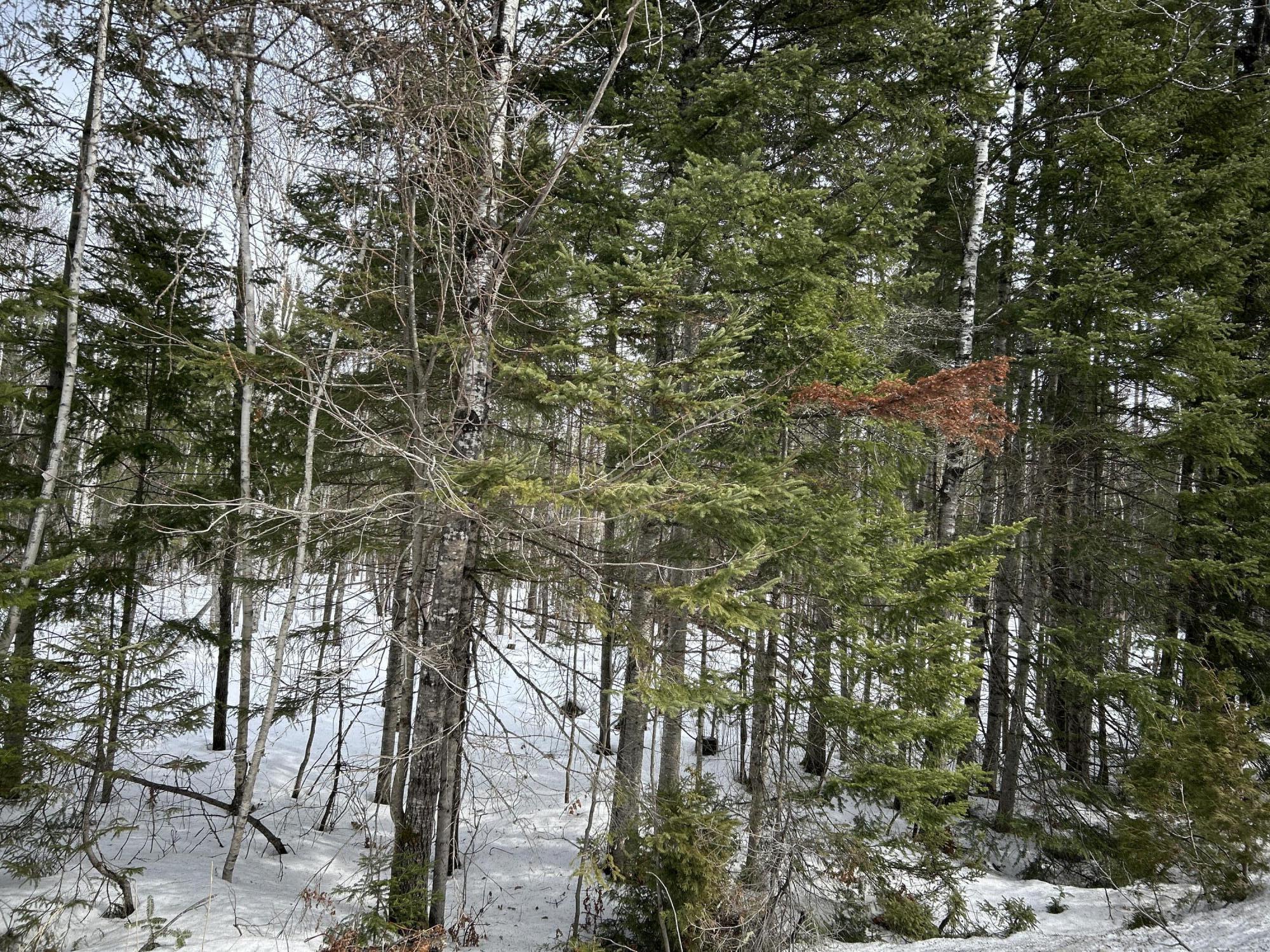 0 East Jemtland Road Caribou, ME 04736 - Photo 22 of 23 IMG_6907
