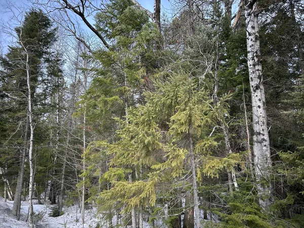 $49,500 | 0 East Jemtland Road, Caribou, ME 04736