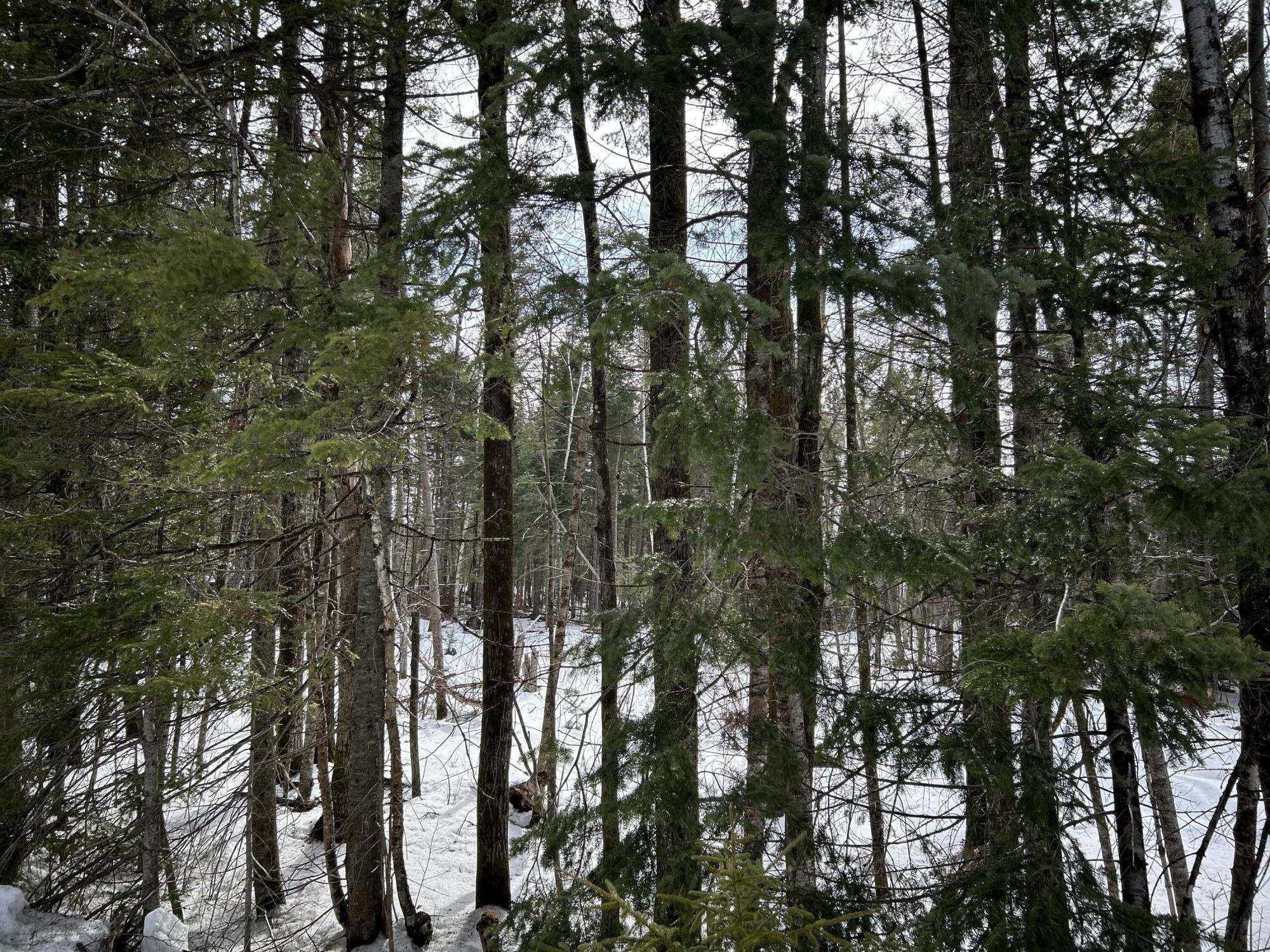 0 East Jemtland Road Caribou, ME 04736 - Photo 6 of 23 IMG_6917