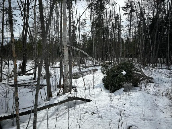 $49,500 | 0 East Jemtland Road, Caribou, ME 04736