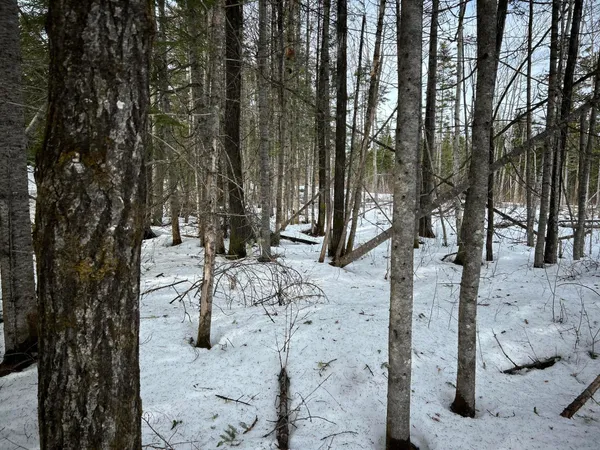 $49,500 | 0 East Jemtland Road, Caribou, ME 04736