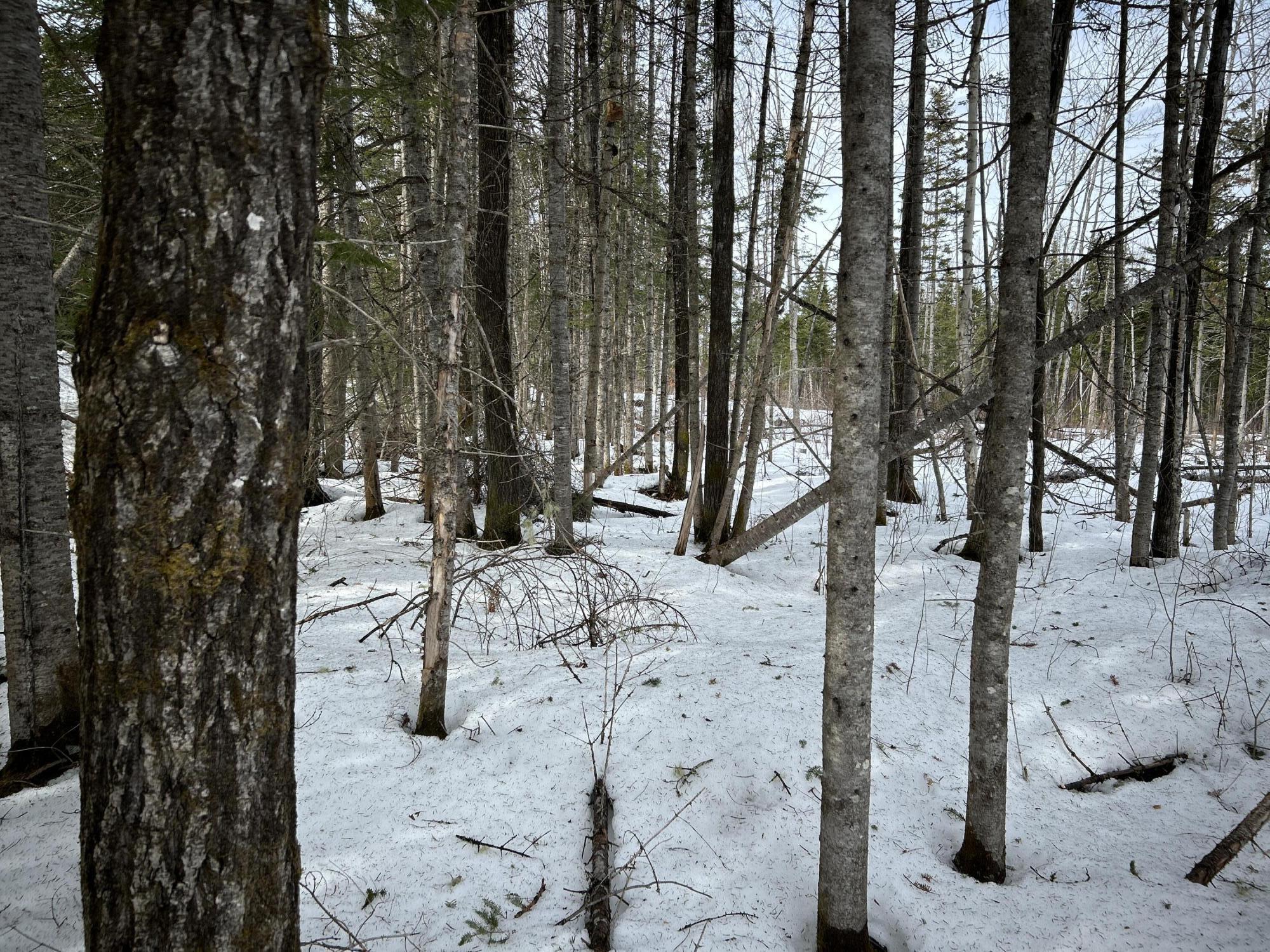 0 East Jemtland Road Caribou, ME 04736 - Photo 8 of 23 IMG_6899