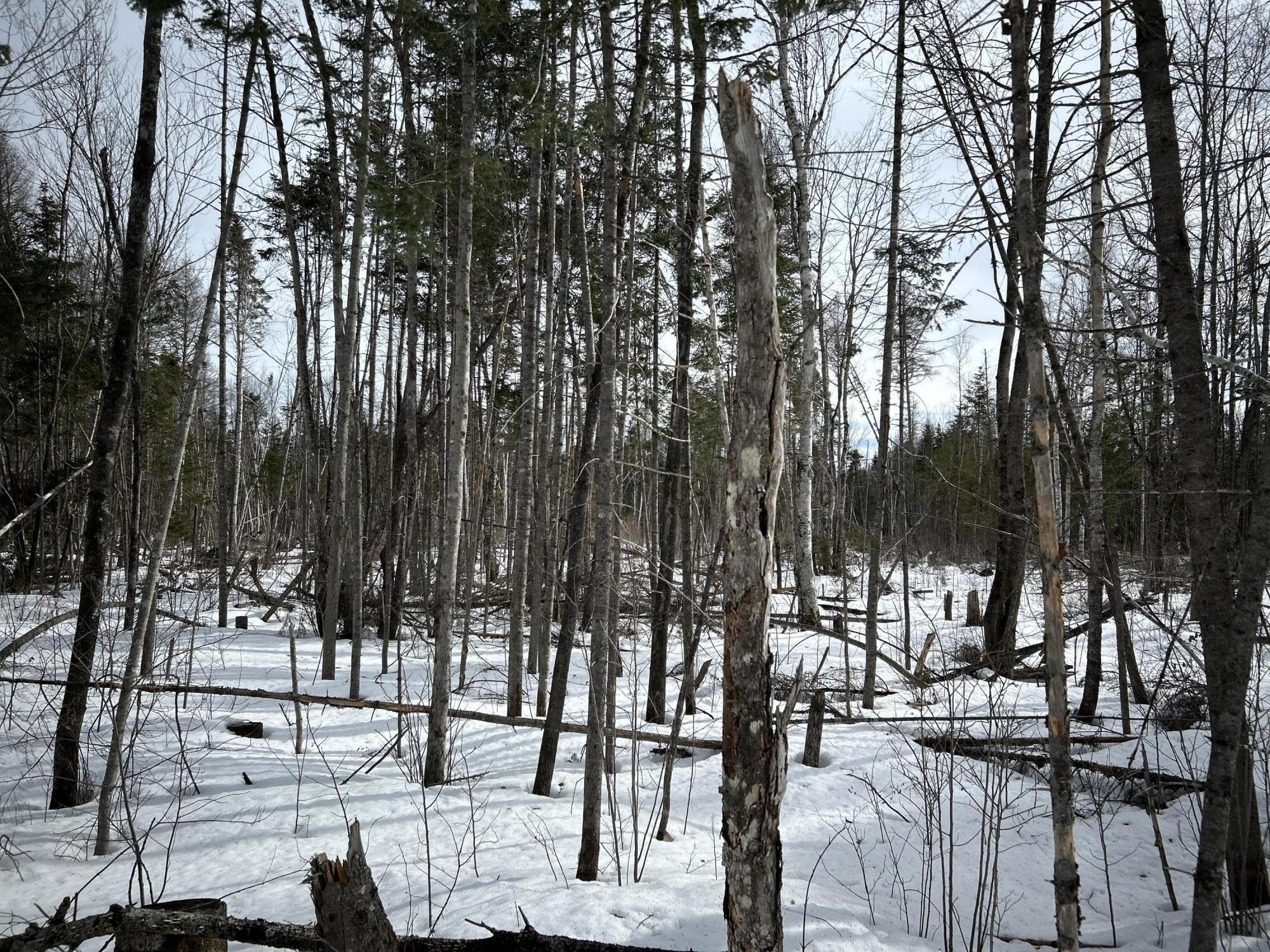0 East Jemtland Road Caribou, ME 04736 - Photo 9 of 23 IMG_6895