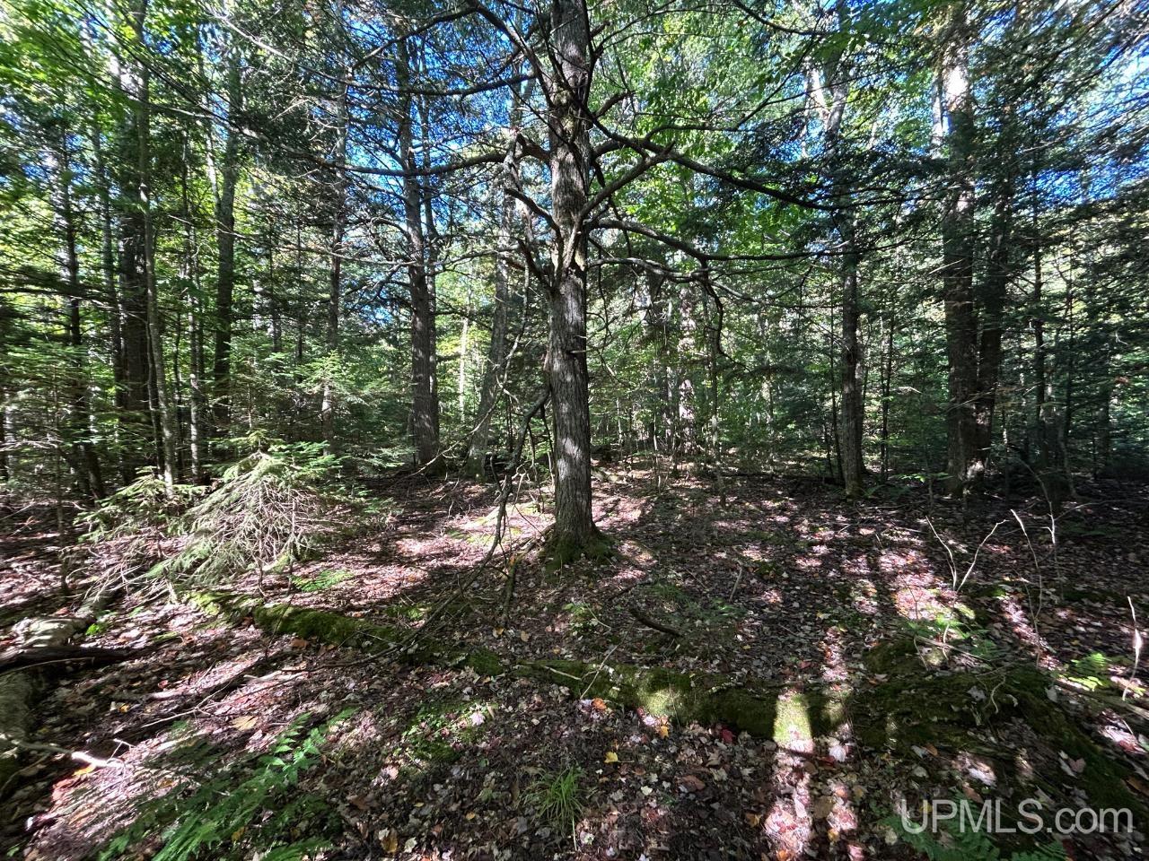 40-acres 40-acres Camp Road Shingleton, MI 49884 - Photo 13 of 20