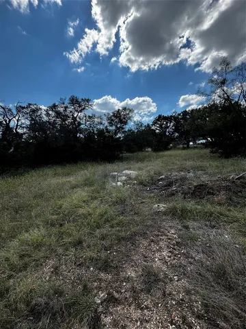 a view of a yard with plants and large trees