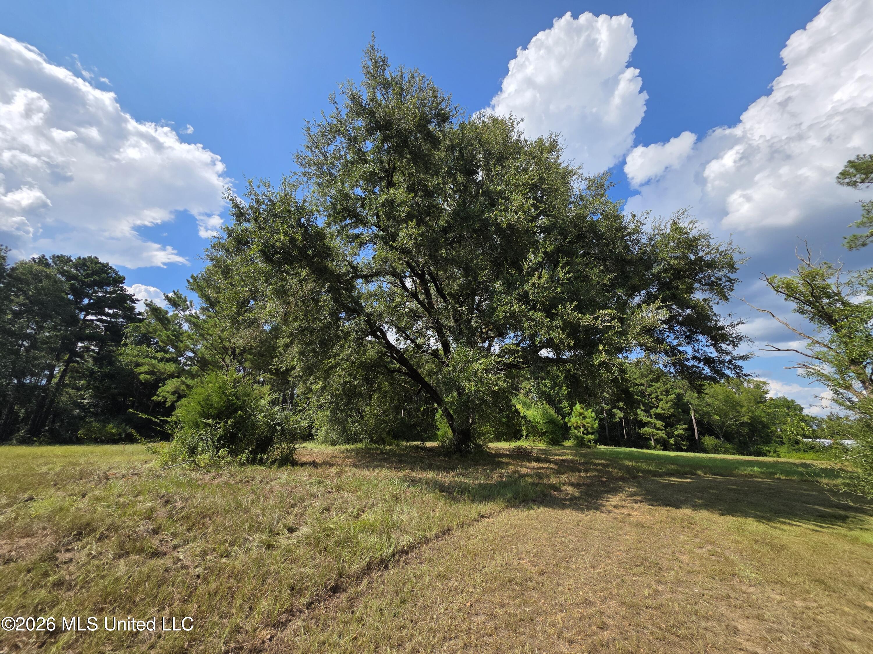 325 Double Ponds Road Prentiss, MS 39474 - Photo 8 of 43 39420