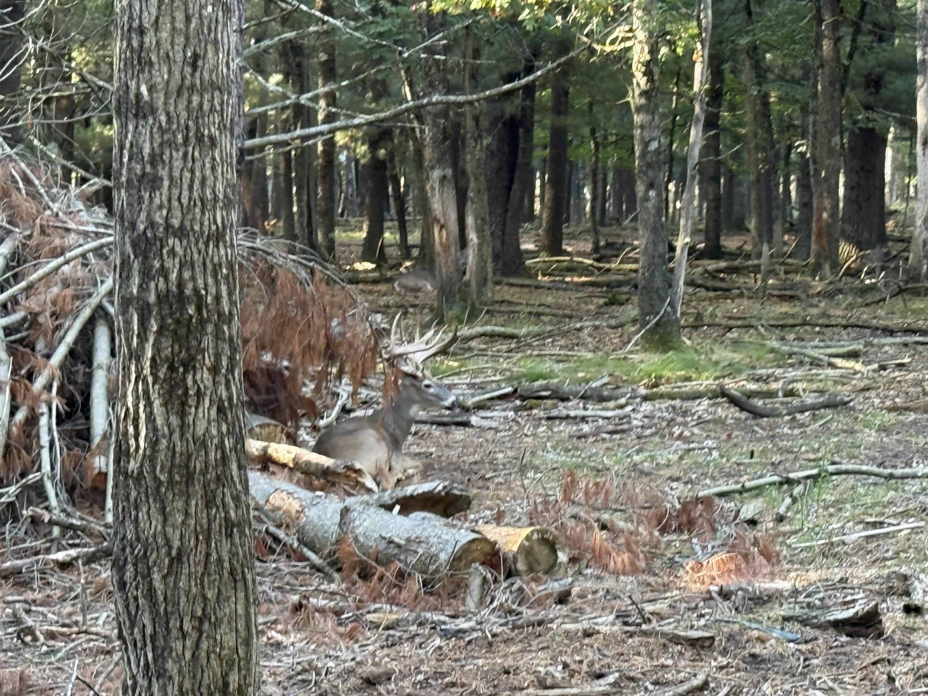 9283 Willow Road Bitely, MI 49309 - Photo 11 of 56 IMG_3191