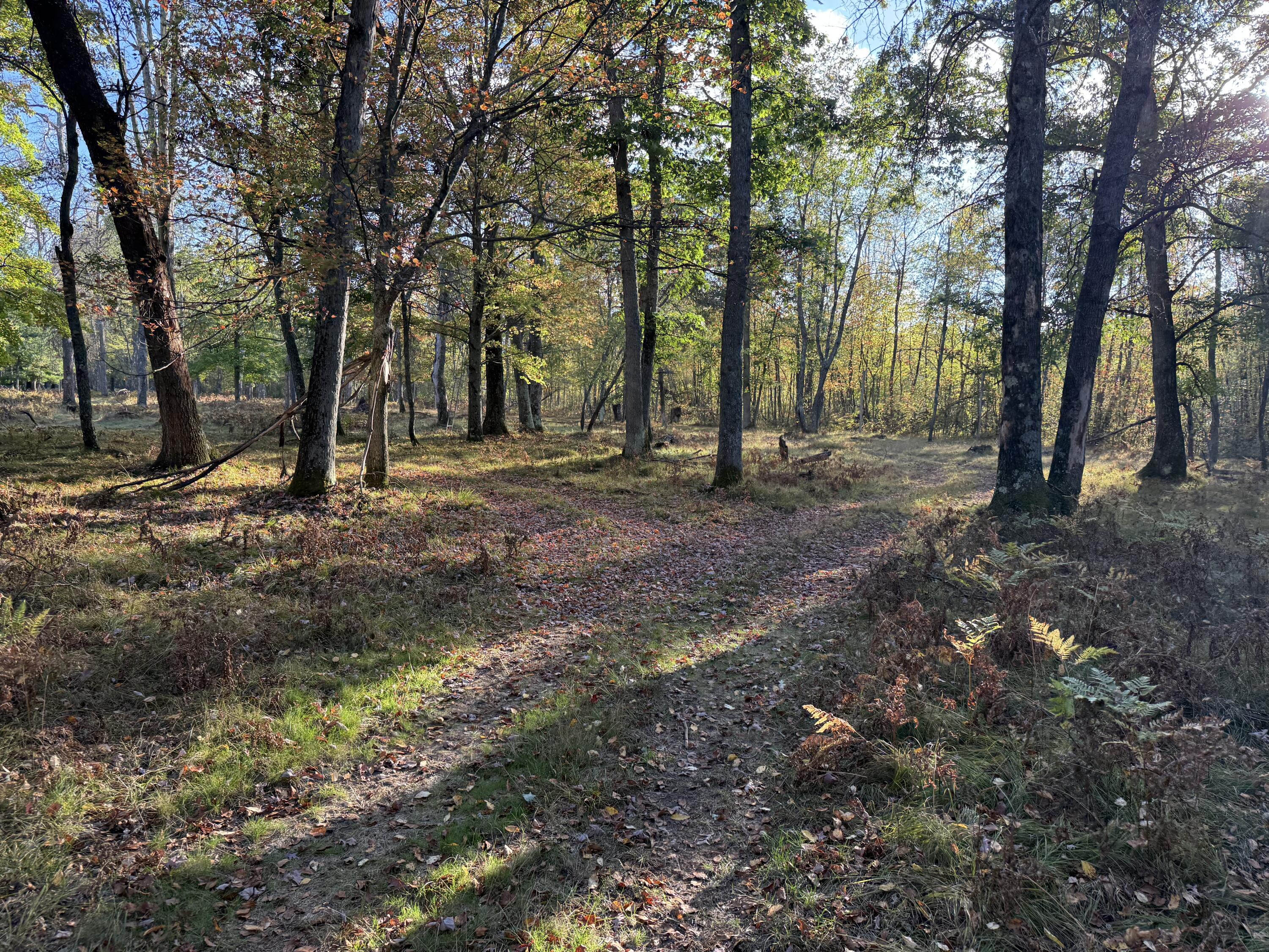 9283 Willow Road Bitely, MI 49309 - Photo 18 of 56 IMG_3197