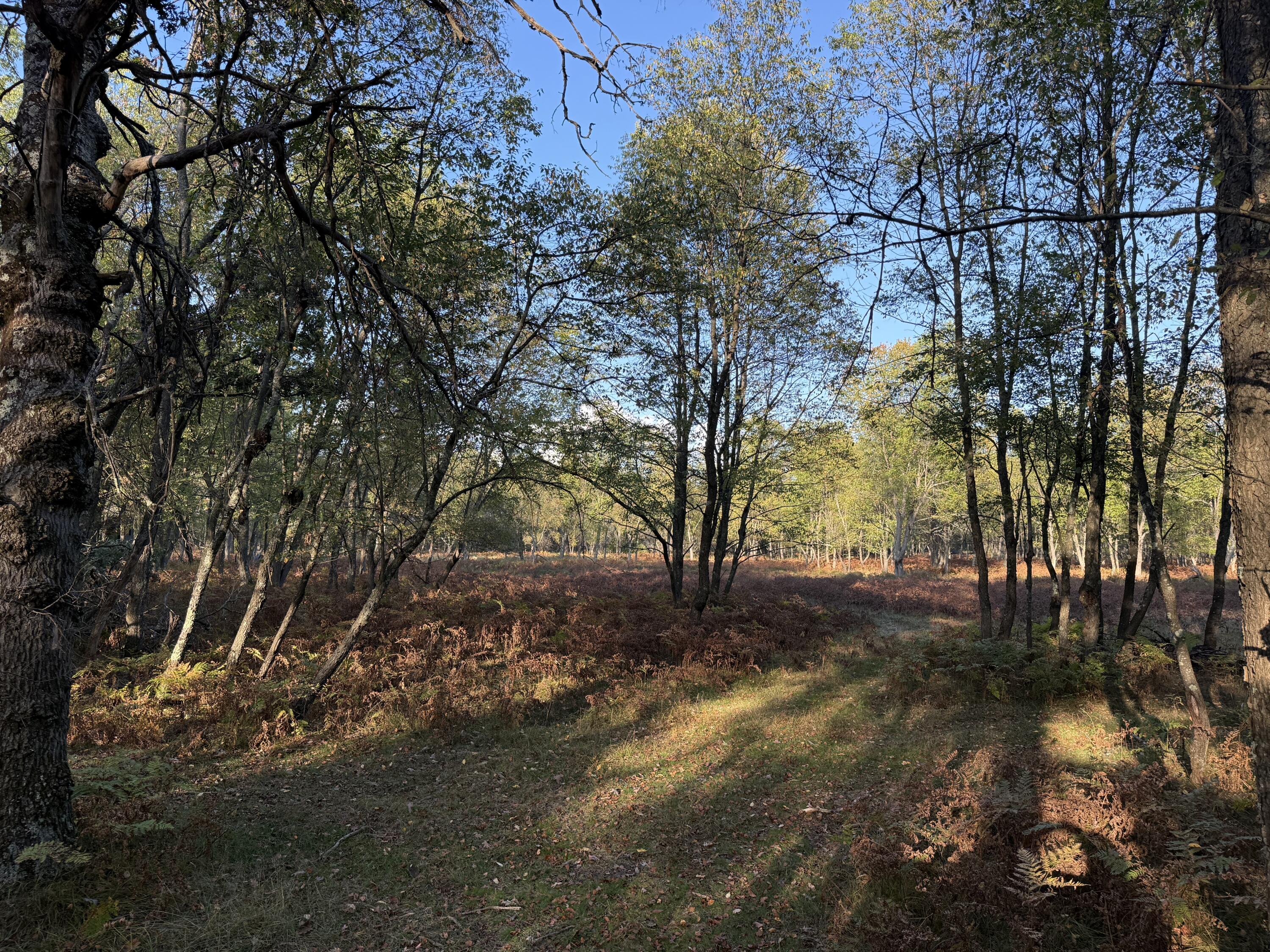 9283 Willow Road Bitely, MI 49309 - Photo 21 of 56 IMG_3199