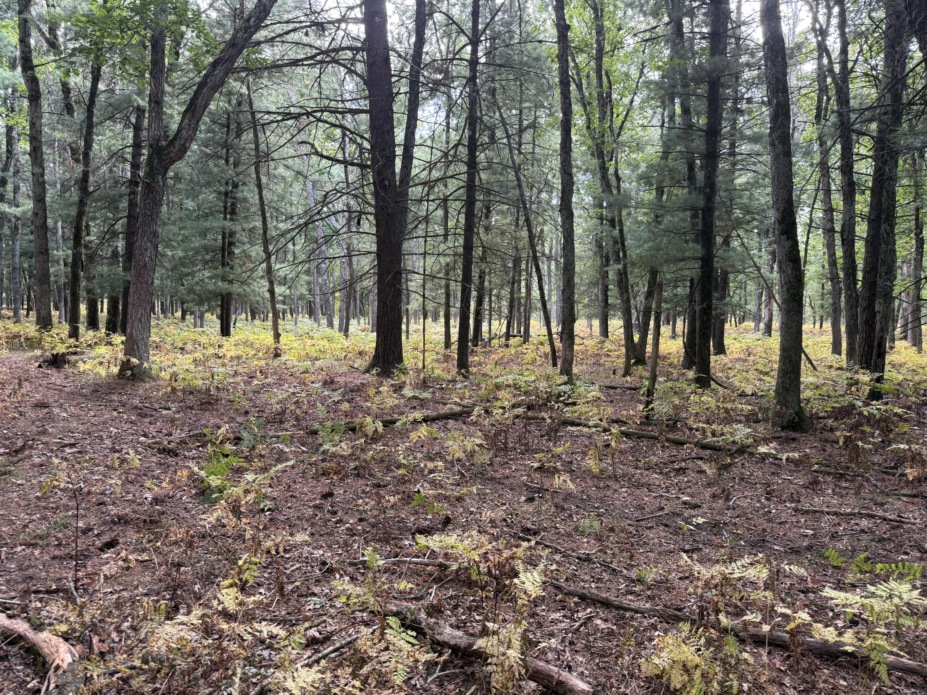 9283 Willow Road Bitely, MI 49309 - Photo 23 of 56 IMG_3092