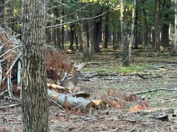 $949,000 | 9283 Willow Road, Bitely, MI 49309