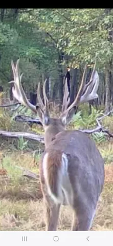 $989,000 | 9283 Willow Road, Bitely, MI 49309