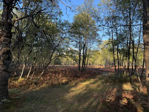 $949,000 | 9283 Willow Road, Bitely, MI 49309