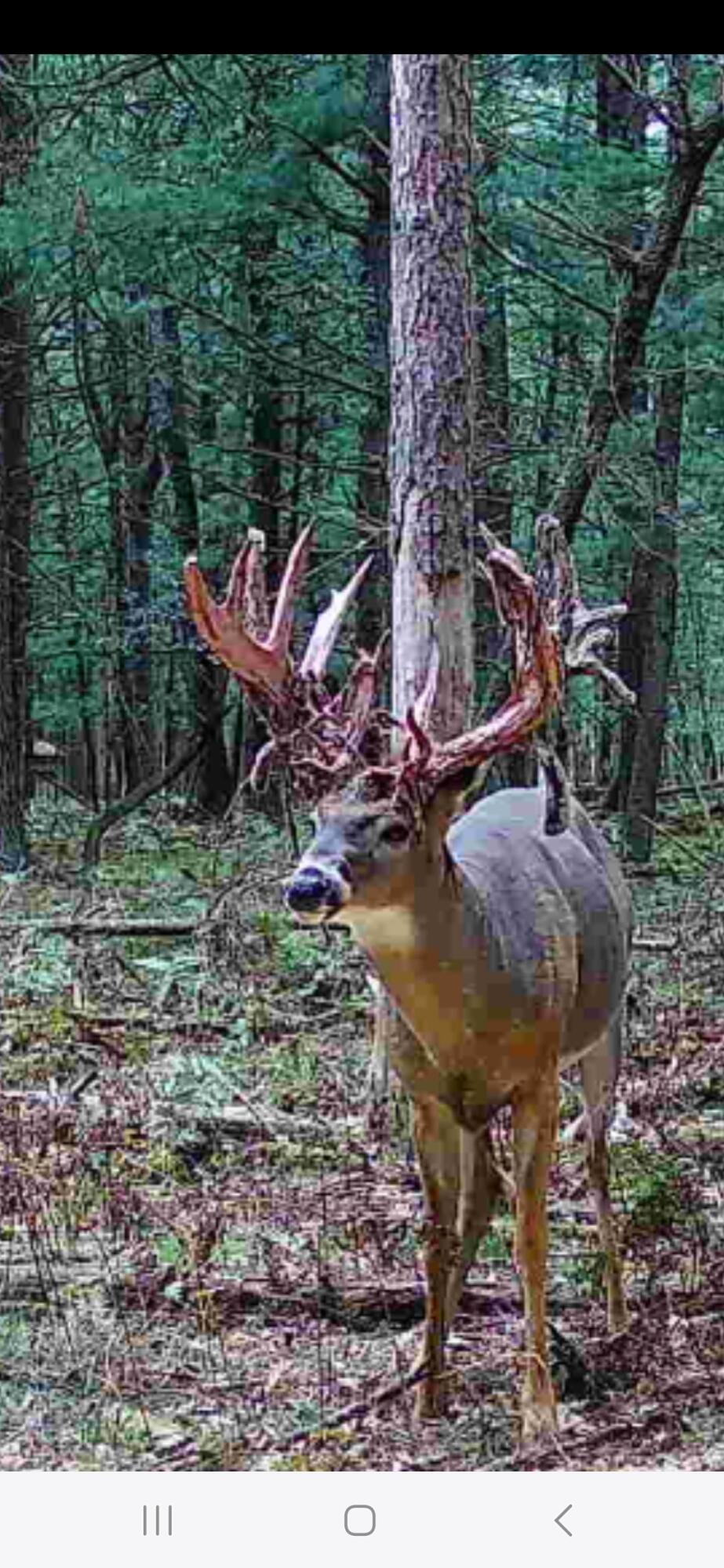 9283 Willow Road Bitely, MI 49309 - Photo 4 of 56 Screenshot_20240830_190046_Reveal