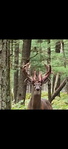 $989,000 | 9283 Willow Road, Bitely, MI 49309