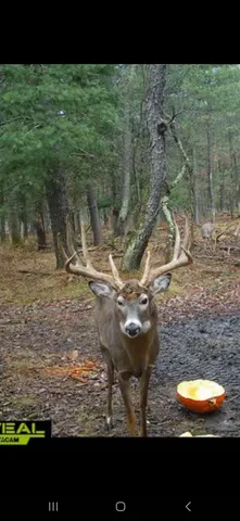 $989,000 | 9283 Willow Road, Bitely, MI 49309