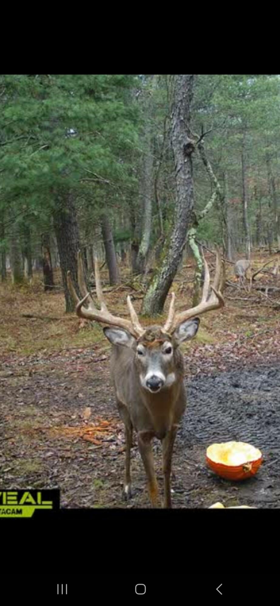 9283 Willow Road Bitely, MI 49309 - Photo 52 of 56 Screenshot_20241119_165148_Reveal