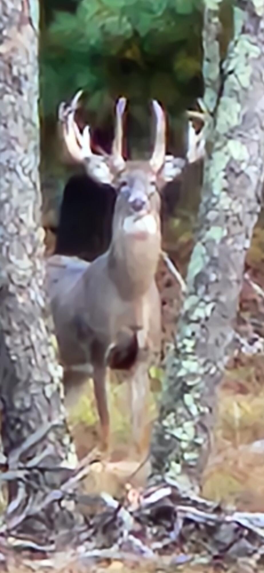 9283 Willow Road Bitely, MI 49309 - Photo 55 of 56 Screenshot_20240918_124220_Gallery