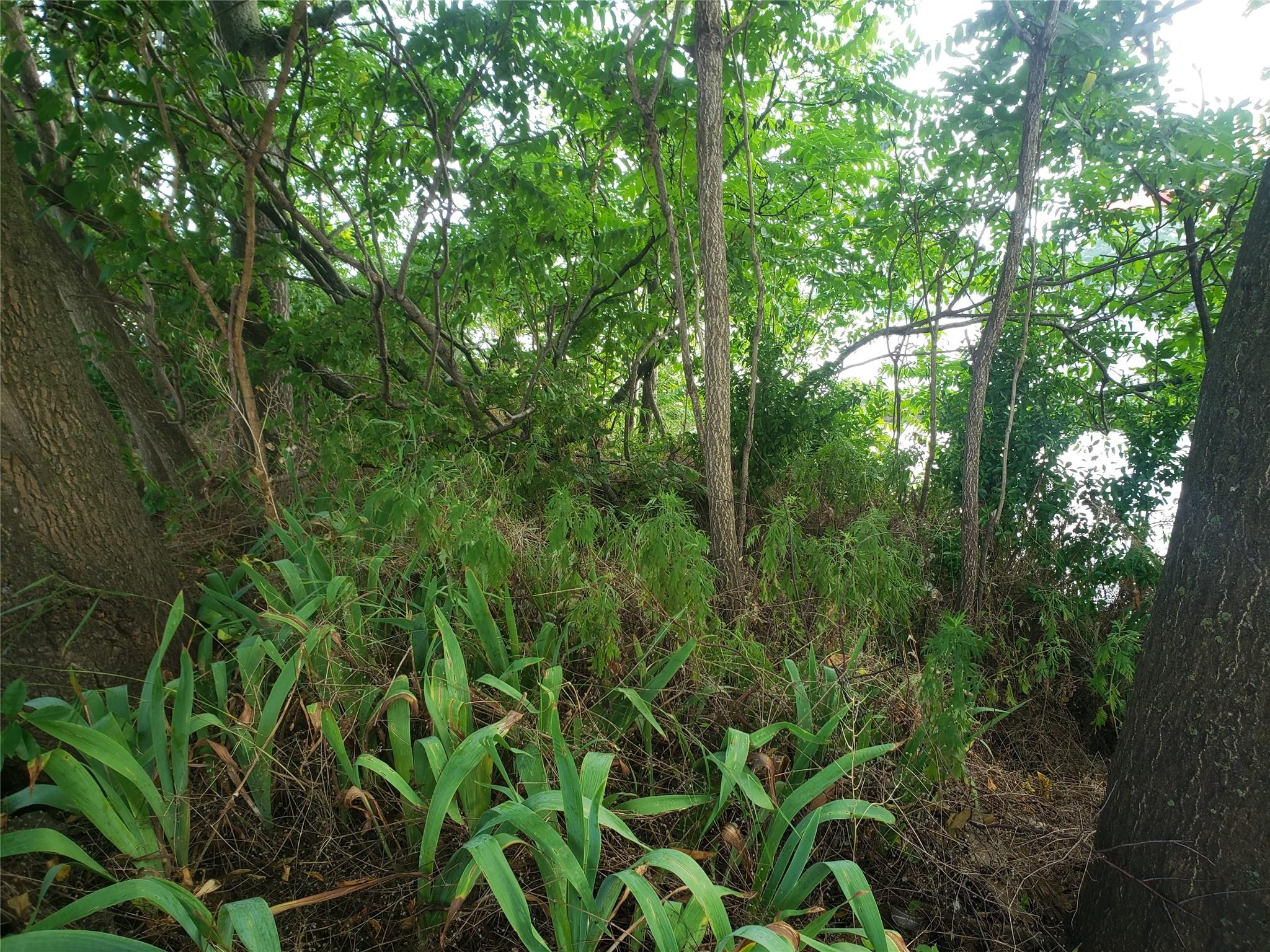 103 Fane Court Brooklyn, NY 11229 - Photo 8 of 11 a view of a lush green forest