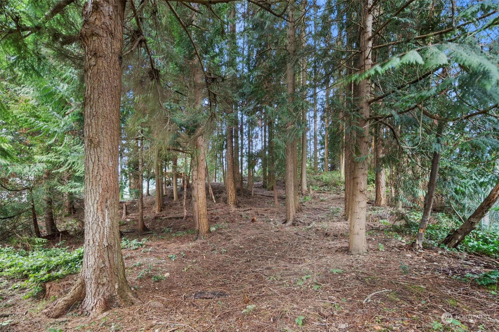 6104 145th Street Southwest Edmonds, WA 98026 - Photo 27 of 29 a view of a forest filled with trees