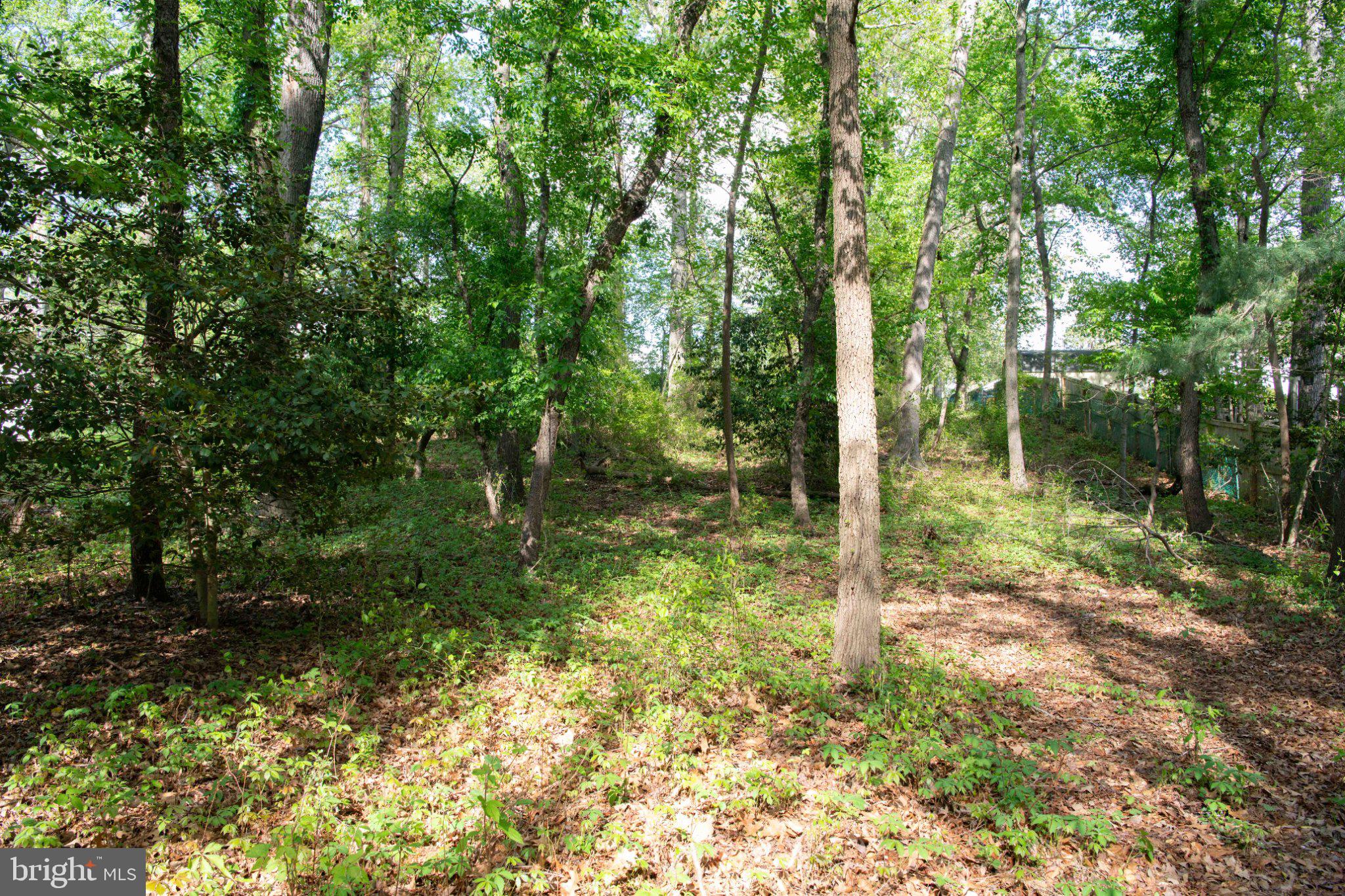 4785 Mountain Road Pasadena, MD 21122 - Photo 48 of 50 Lush woodland retreat awaits discovery.