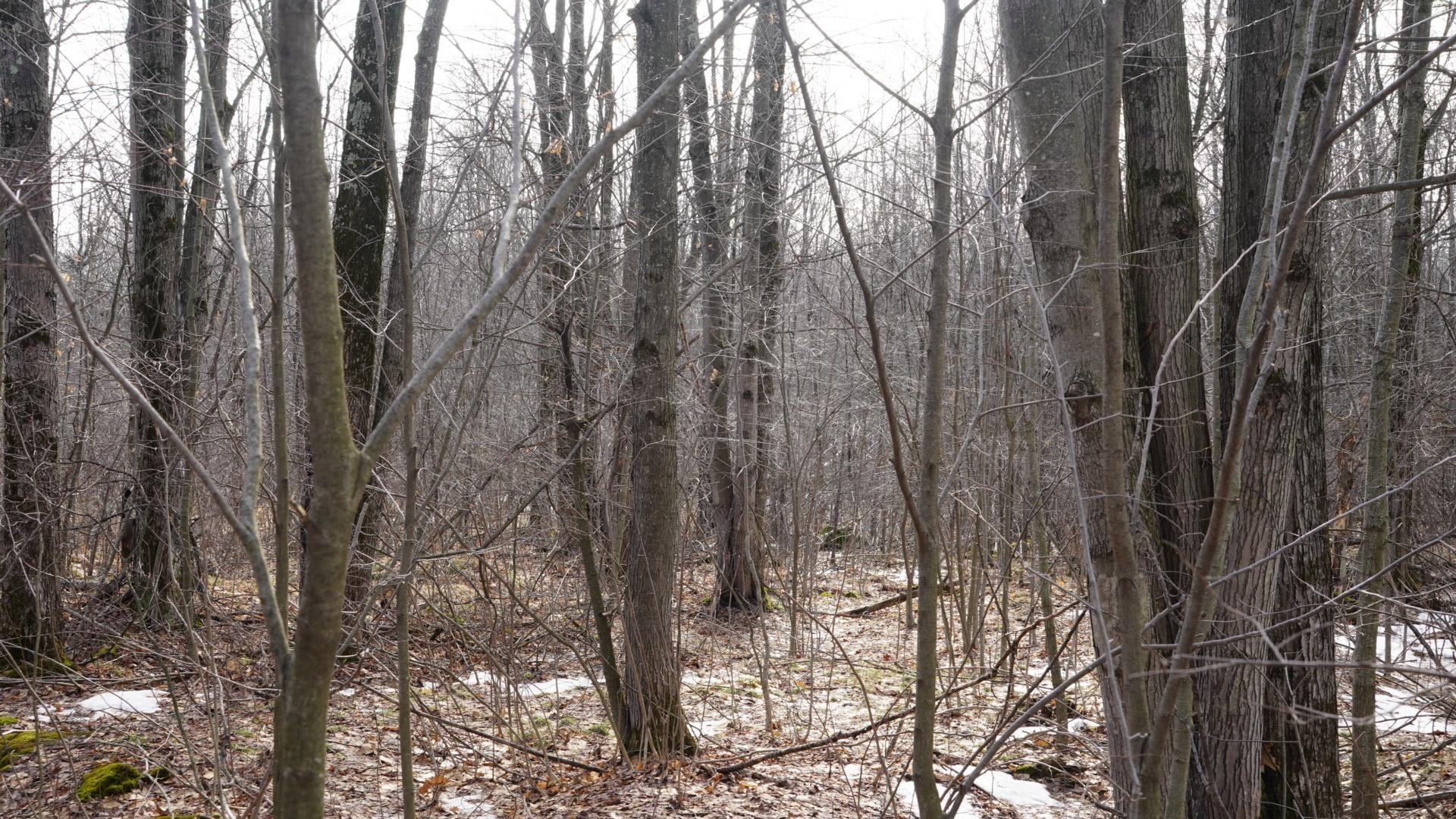 40-ac 40-ac Kline Road Hatley, WI 54440 - Photo 14 of 29