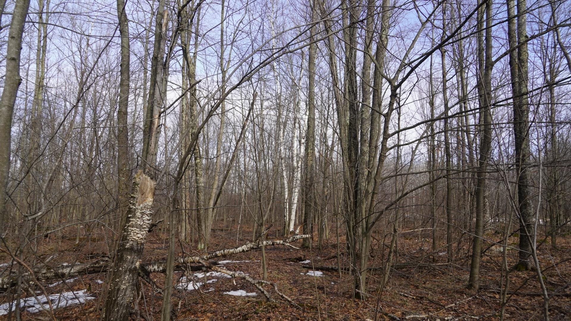 40-ac 40-ac Kline Road Hatley, WI 54440 - Photo 15 of 29