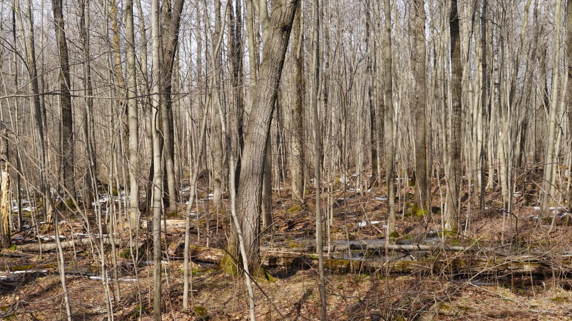 40-ac 40-ac Kline Road Hatley, WI 54440 - Photo 25 of 29