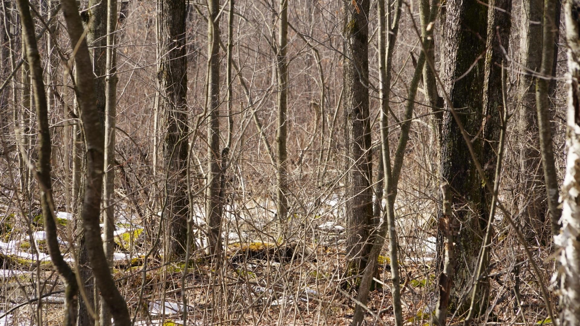 40-ac 40-ac Kline Road Hatley, WI 54440 - Photo 29 of 29