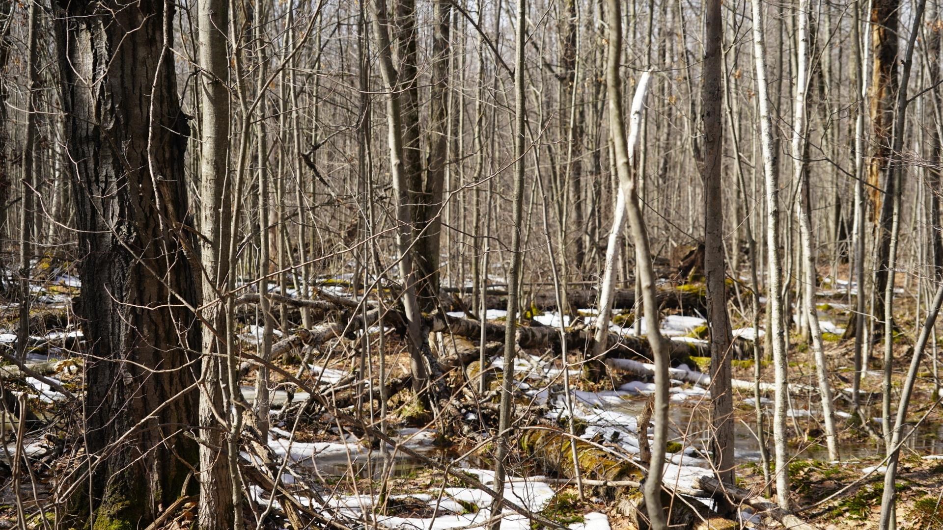 40-ac 40-ac Kline Road Hatley, WI 54440 - Photo 6 of 29