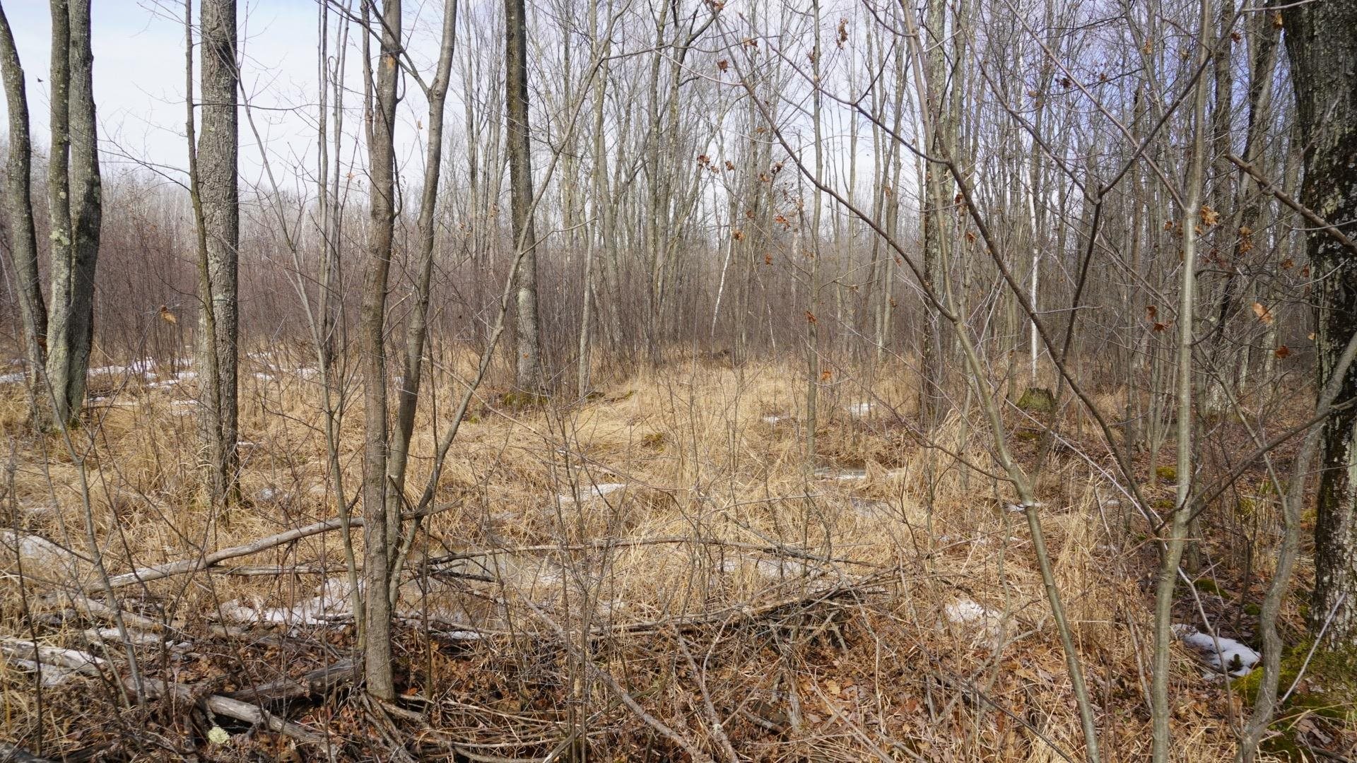 40-ac 40-ac Kline Road Hatley, WI 54440 - Photo 8 of 29