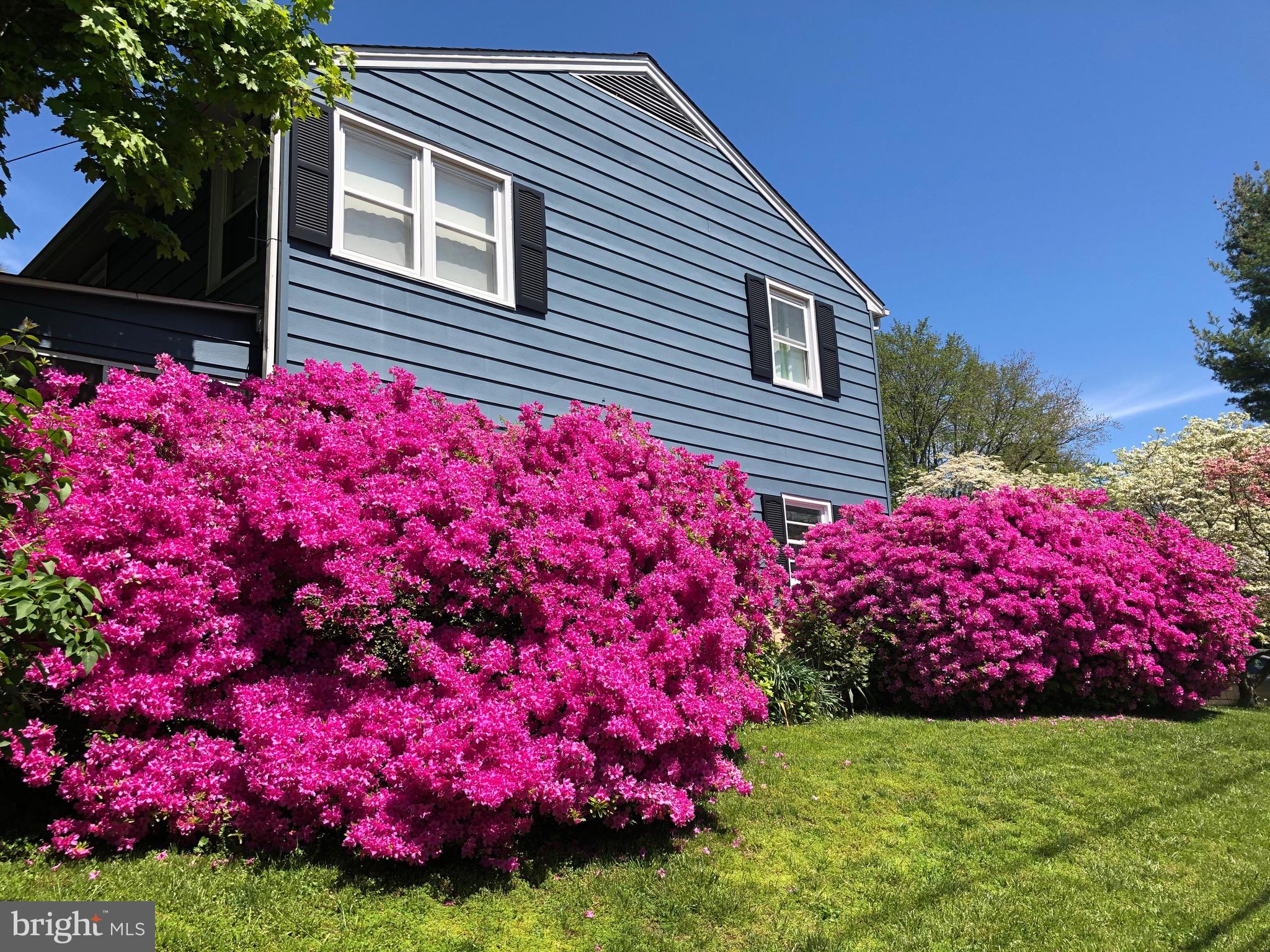 200 Rollingdale Road Baltimore, MD 21228 - Photo 10 of 58 Spectacular azaleas