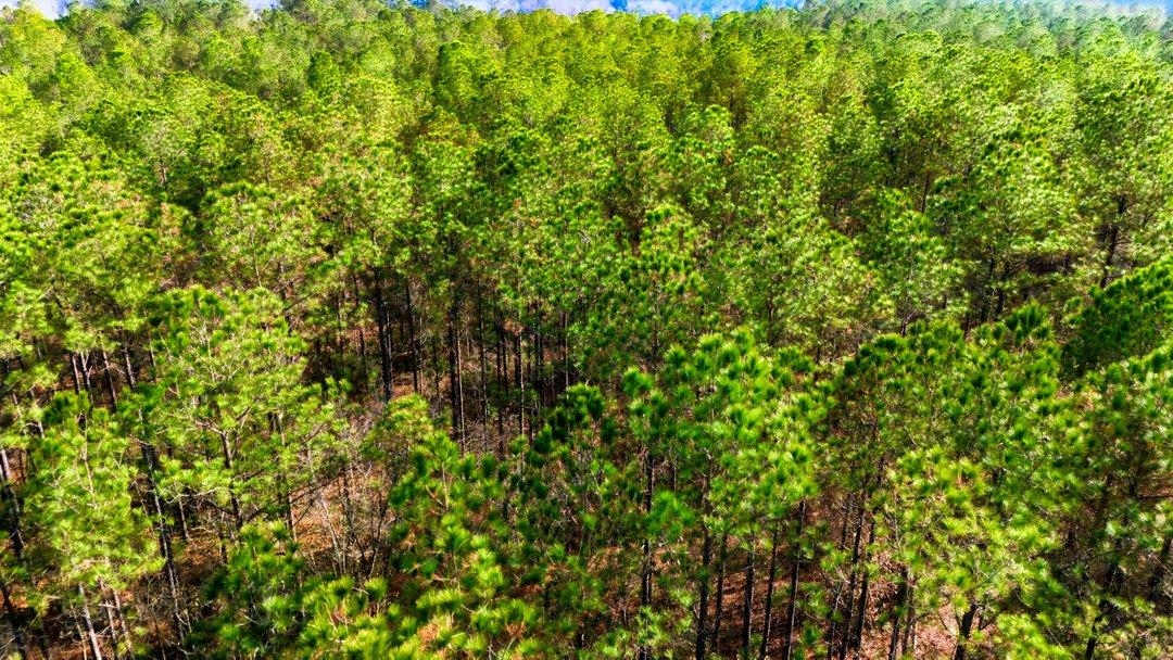 45 Loris Sc 29569 Loris, SC 29569 - Photo 14 of 23