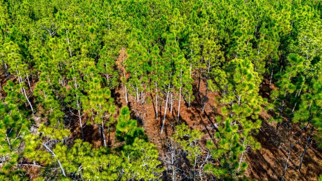 45 Loris Sc 29569 Loris, SC 29569 - Photo 16 of 23