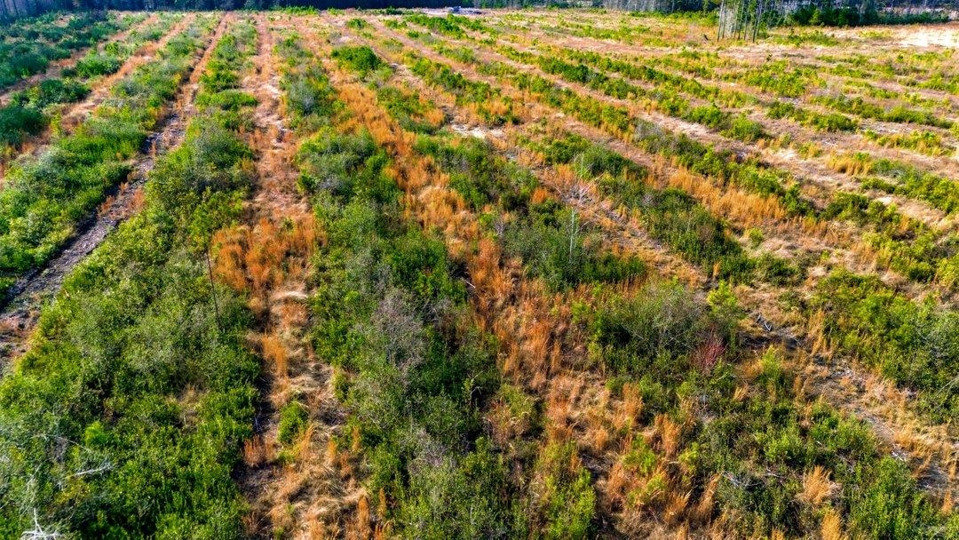 45 Loris Sc 29569 Loris, SC 29569 - Photo 20 of 23