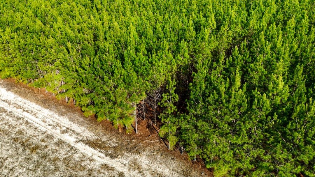 45 Loris Sc 29569 Loris, SC 29569 - Photo 9 of 23