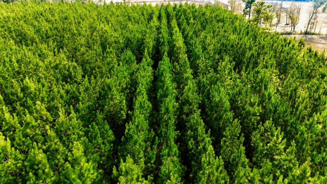 45 Loris Sc 29569 Loris, SC 29569 - Photo 10 of 23