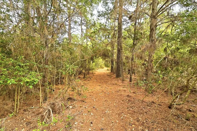 a view of a yard with a tree