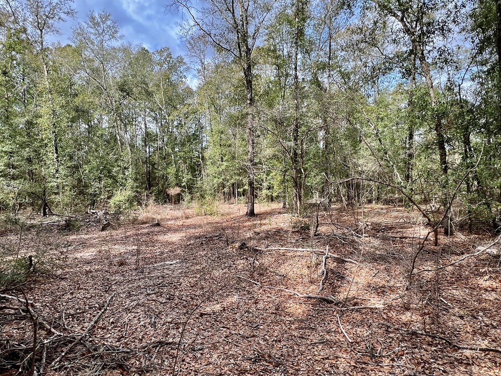 16.8-ac Mound Road Black, AL 36314 - Photo 7 of 17