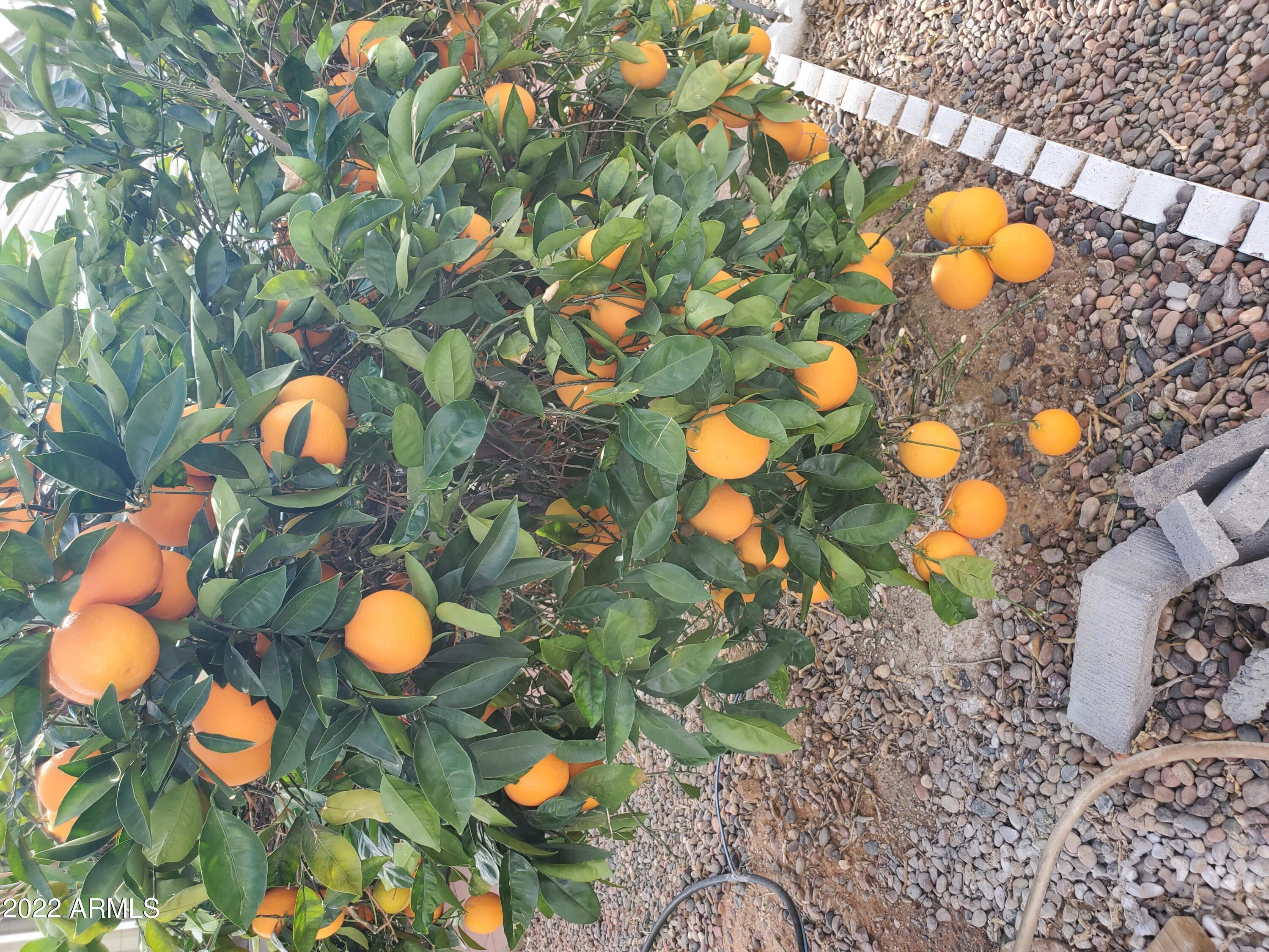 7750 East Broadway Road, Unit LOT 857 Mesa, AZ 85208 - Photo 10 of 17 a view of a plant with a yard