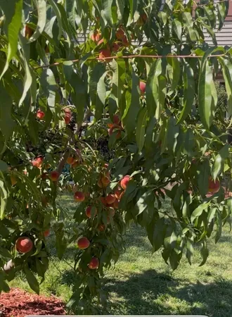 a backyard of a tree