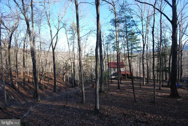 a view of a yard with large trees
