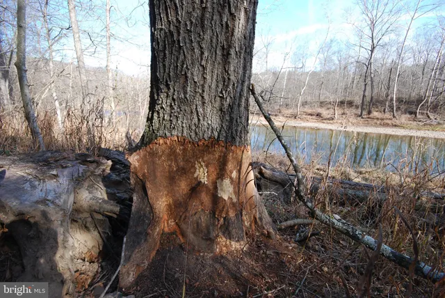 a view of a back yard of the house